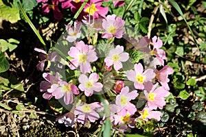 Light pink Primrose or Primula vulgaris small flowers with yellow center and thick dark green leaves surrounded with grass and