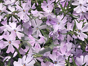 Light Pink / Purple Phlox - Spring Flowers