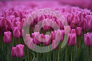 Light pink purple tulips outdoors in the tulip fields n spring the nether;ands