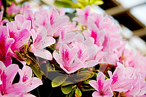Light pink rhododendron