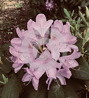Light pink Rhododendron flowers