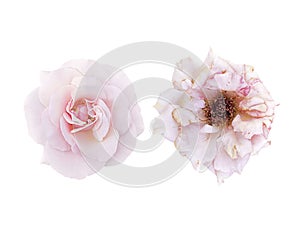 Light-pink rose blossom and slightly withered roses isolated on white background