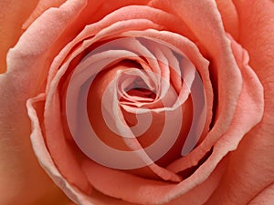 Light Pink Rose Close-up