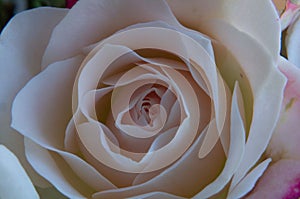 Light-pink rose close up