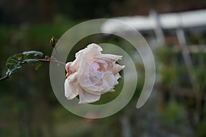 A light pink rose curls on a pergola in an autumn garden in November. Berlin, Germany