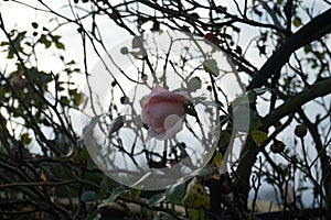 A light pink rose curls on a pergola in an autumn garden in November. Berlin, Germany