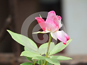 Light pink Rose flower bud with leaves on blooming