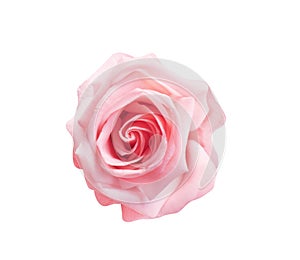 Light pink rose flowers blooming top view isolated on white background with clipping path , nature patterns