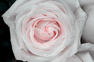 Light pink rose flowers blossom with nature water drop top view on background