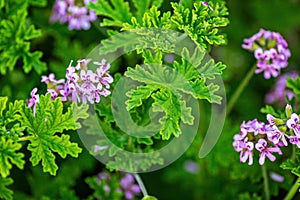 Light Pink Rose geranium or Sweet scented geranium Pelargonium graveolens in the garden. Citrosa geranium flowers or Prince of