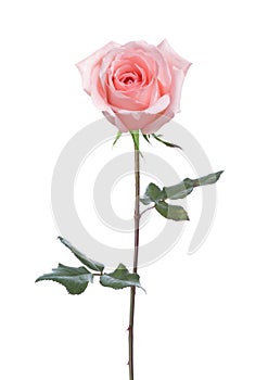 Light pink  Rose with green leaves  isolated on white background