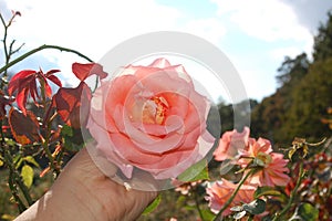 A light pink rose held in hand in a field