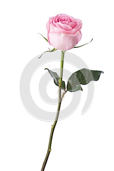 Light pink rose isolated on white background