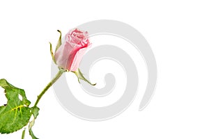 Light pink rose isolated on white background