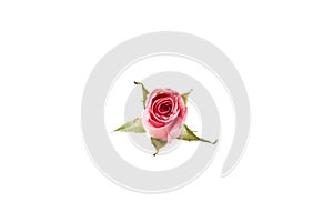 Light pink rose isolated on white background