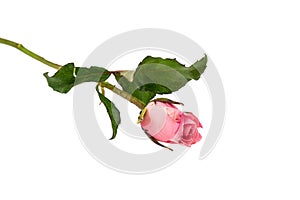 Light pink rose isolated on white background