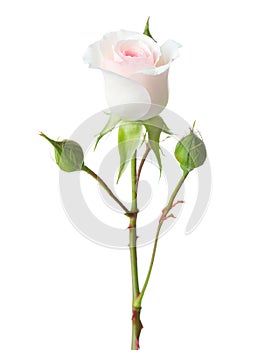 Light pink Rose isolated on white background. Garden rose