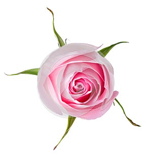 Light pink rose isolated on white background