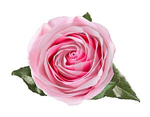 Light pink rose with leaves isolated on white background
