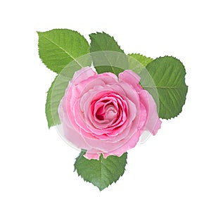 Light pink rose with leaves isolated on white background