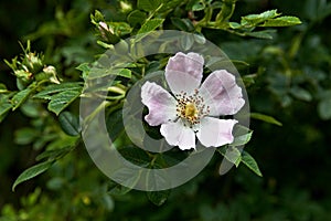 Light pink rose on leaves. Rosa canina