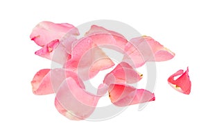 Light pink rose petal on white background
