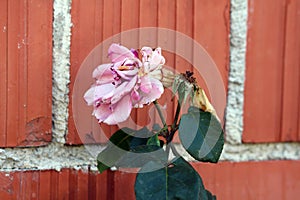 Light pink rose with shriveled petals next to rose without petals on top of two stems in front of red brick family house wall