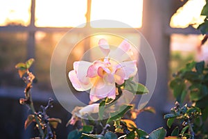 Light Pink Rose with Sunset Background
