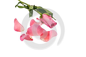 Light pink rose on white background