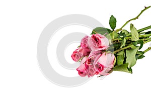 Light pink rose on white background