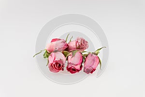 Light pink rose on white background