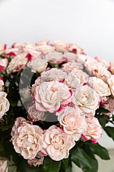 Light pink roses background
