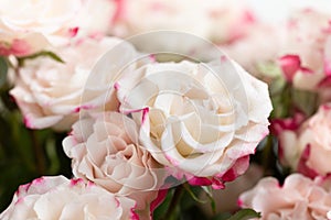 Light pink roses background