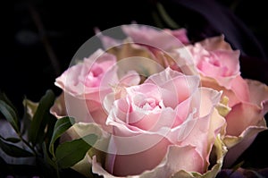 Light-pink roses closeup on a black background