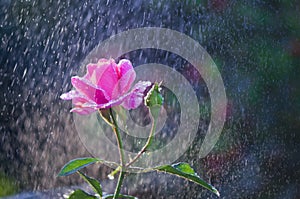 Light pink roses in the garden in summer rain