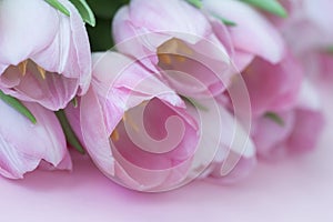 Light pink tender background tulips, soft spring romantic floral background for wedding, birthday, Valentine`s Day