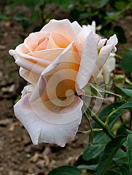 Light pink to beige coloured rose flower of hybrid Helenka