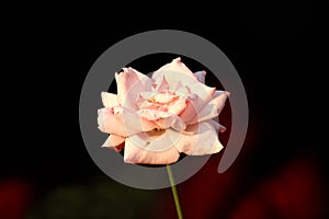 Light pink to white rose with dense petals starting to wither on dark to red background