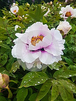 Light pink tree peonies blooming in Kyiv Botanic Garden in May