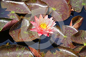 A light pink Tropical Day-Flowering Waterlily