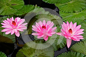 Light pink Tropical night-flowering Waterlily flowers