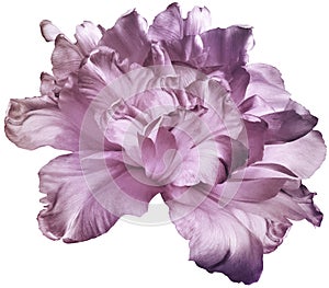 Light pink   tulip  flower  on white isolated background with clipping path. Closeup. For design.