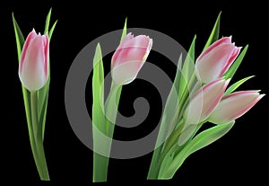 Light pink tulips iolated on black