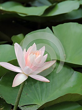 Light Pink Water Lily