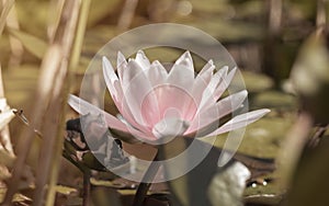 Light pink waterlily closeup with tender petals over pond or lake. Chinese water lily close up