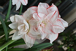 Light pink and white color of \'Striped Amadeus\' Amaryllis flower