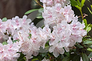light pink and white flowers on dark evergreen bush