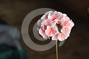 Light pink lonely blooming pelargonium flower on the dark background
