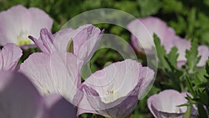 A light pink wildflower sways in a NYC park\'s breeze.