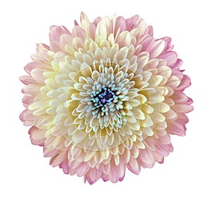 Light pink-yellow flower chrysanthemum, garden flower, white isolated background with clipping path. Closeup. no shadows. blue c